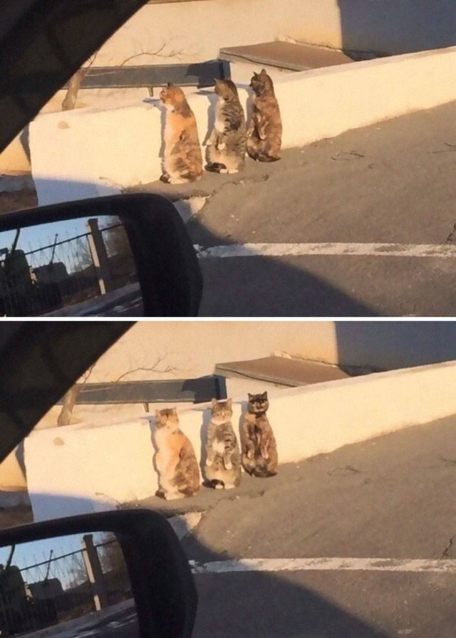 Cute Cats (29 pics)