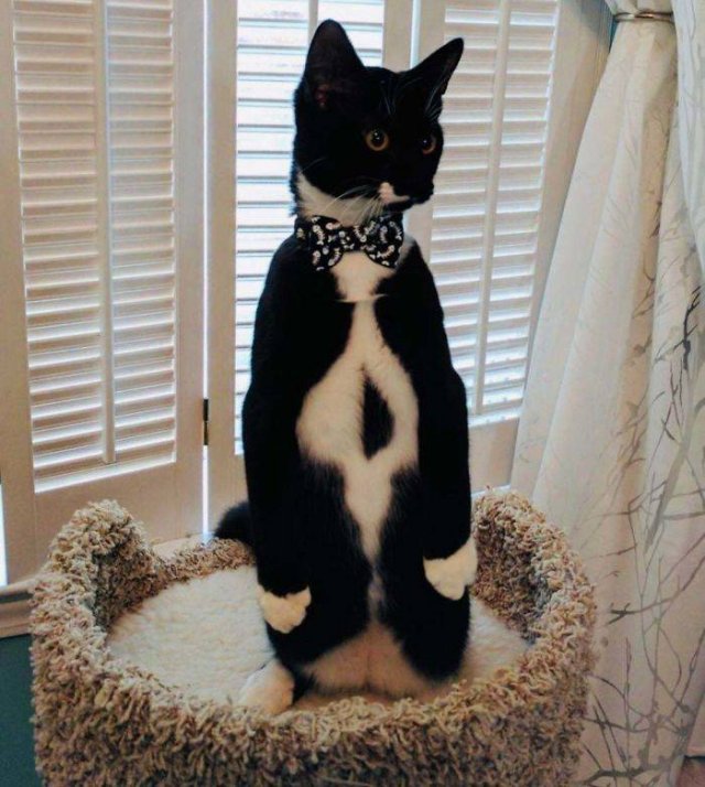 Cute Cats (29 pics)