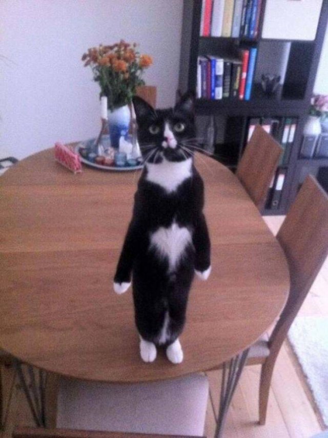 Cute Cats (29 pics)