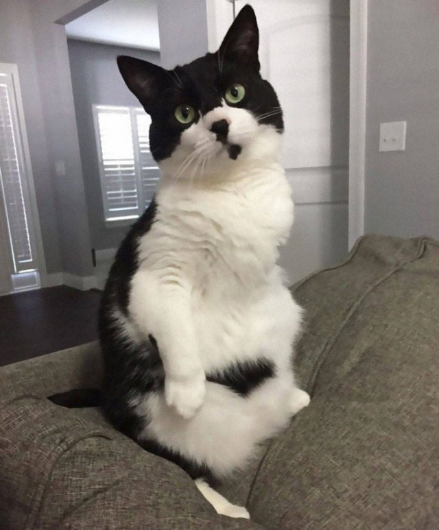 Cute Cats (29 pics)