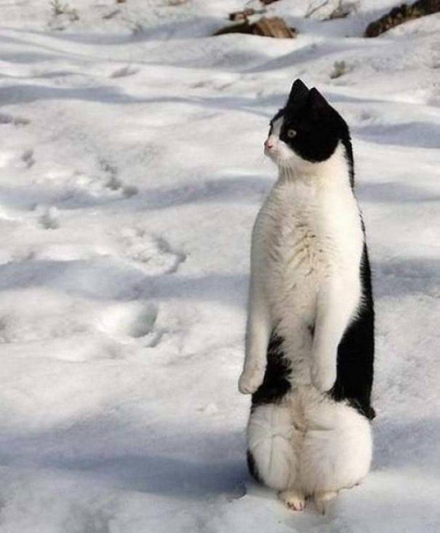 Cute Cats (29 pics)