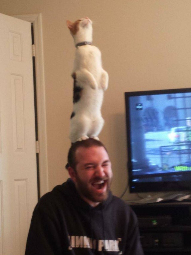 Cute Cats (29 pics)