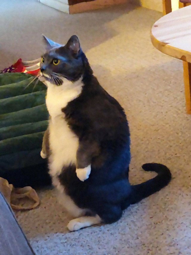 Cute Cats (29 pics)