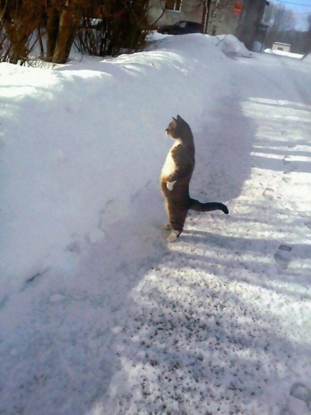 Cute Cats (29 pics)