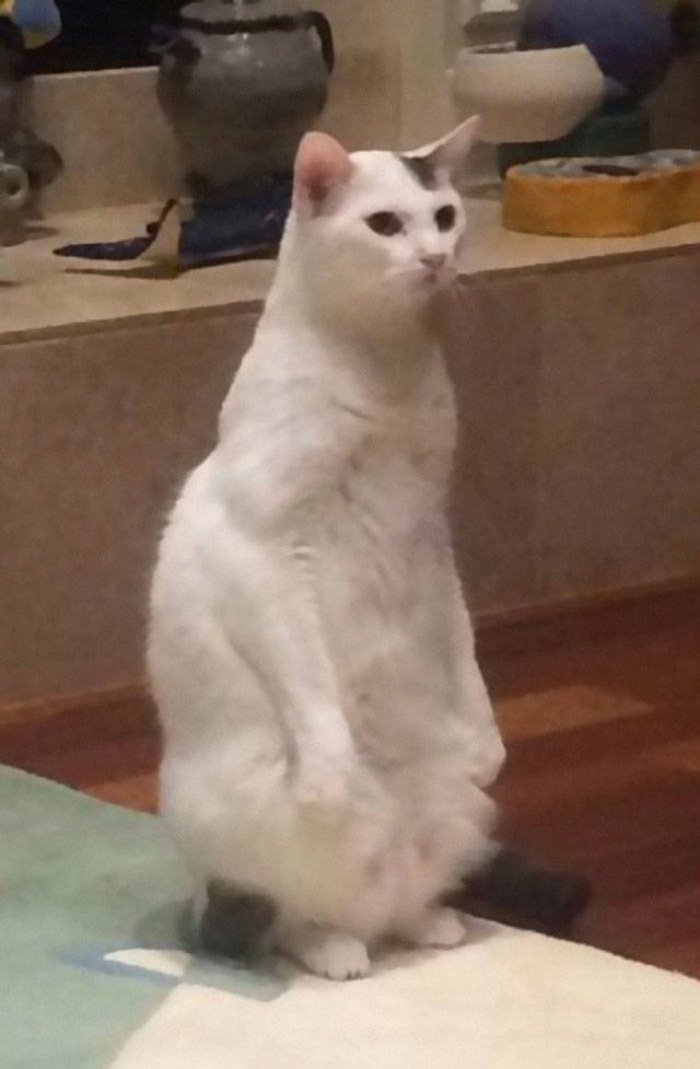 Cute Cats (29 pics)