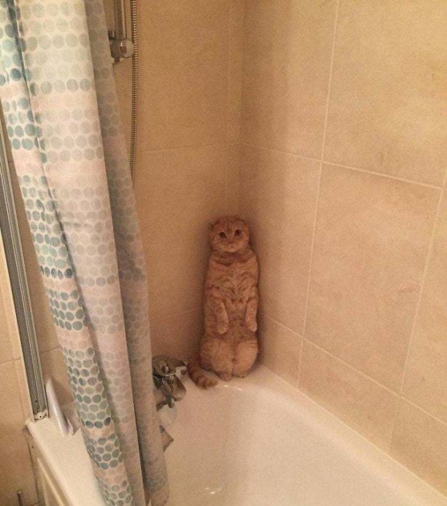 Cute Cats (29 pics)