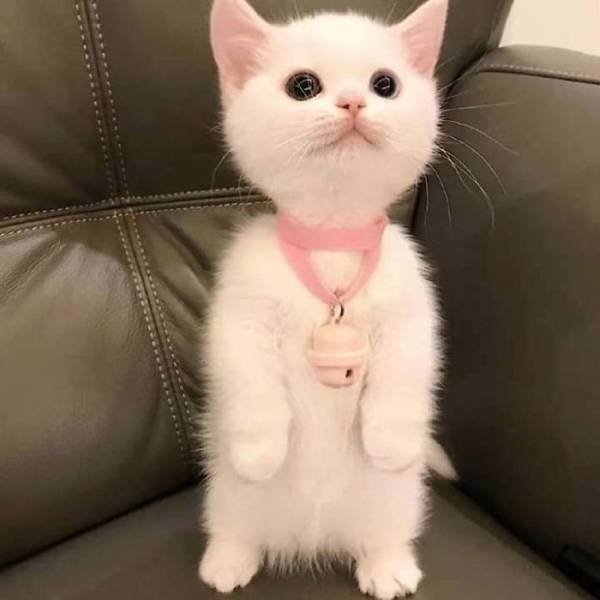 Cute Cats (29 pics)