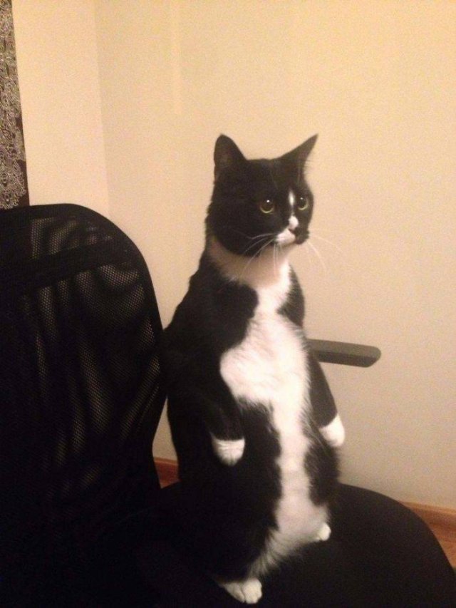 Cute Cats (29 pics)