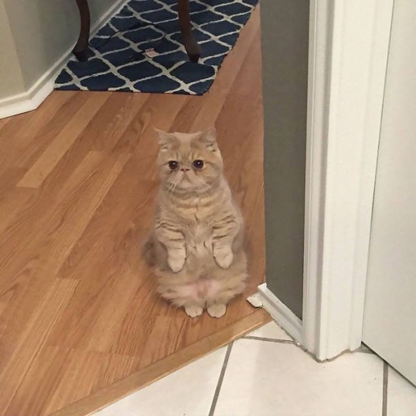 Cute Cats (29 pics)