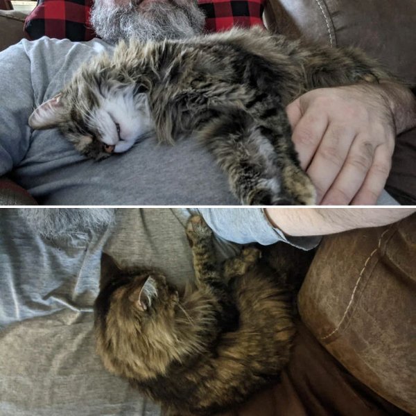 Animals Before And After They Found Their Home (30 pics)