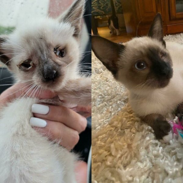 Animals Before And After They Found Their Home (30 pics)