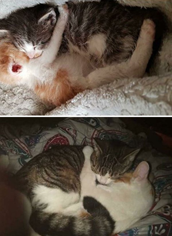 Animals Before And After They Found Their Home (30 pics)