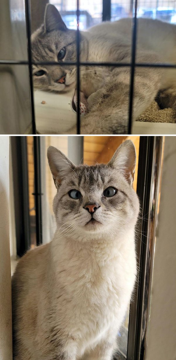Animals Before And After They Found Their Home (30 pics)