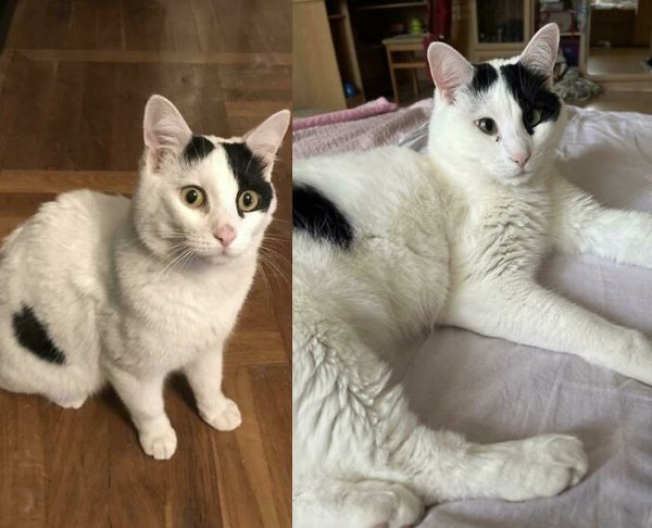 Animals Before And After They Found Their Home (30 pics)