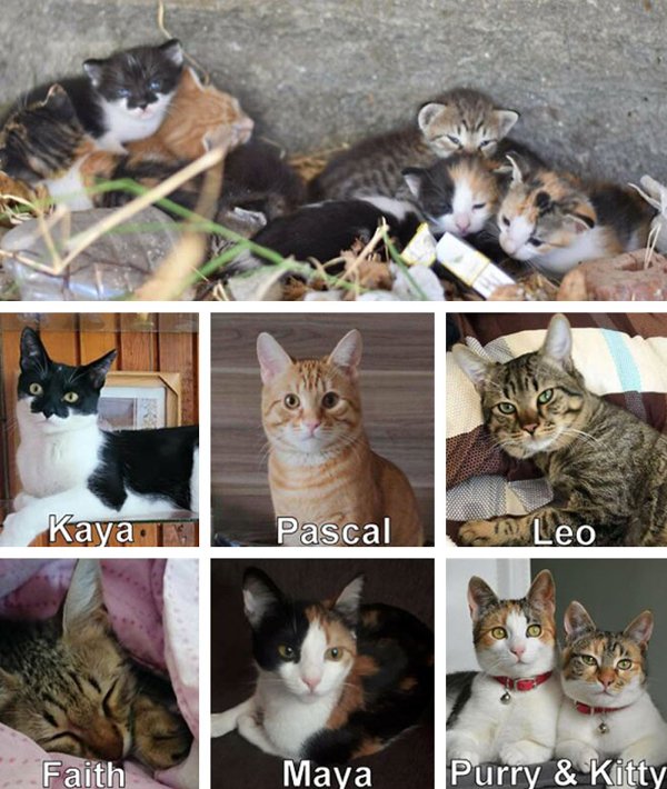 Animals Before And After They Found Their Home (30 pics)