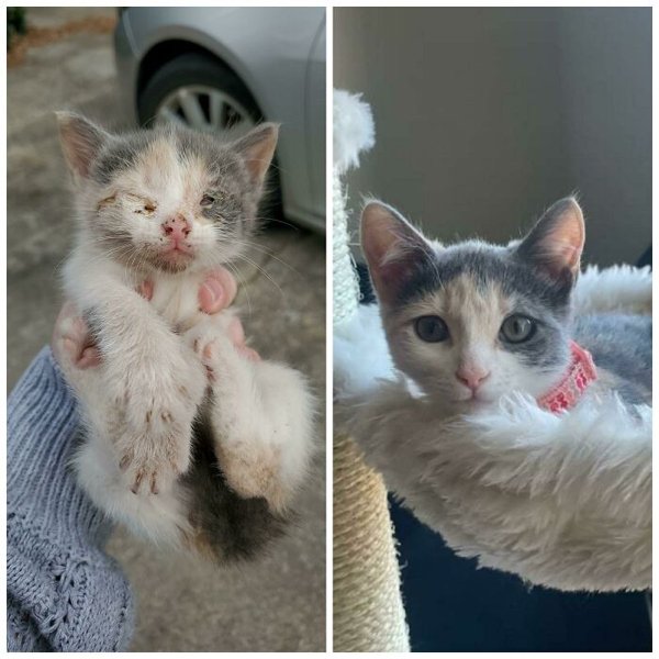 Animals Before And After They Found Their Home (30 pics)
