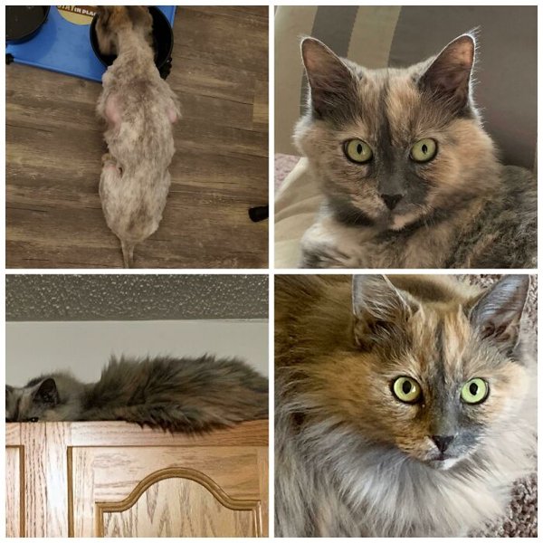 Animals Before And After They Found Their Home (30 pics)