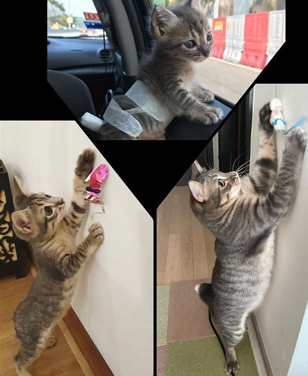 Animals Before And After They Found Their Home (30 pics)