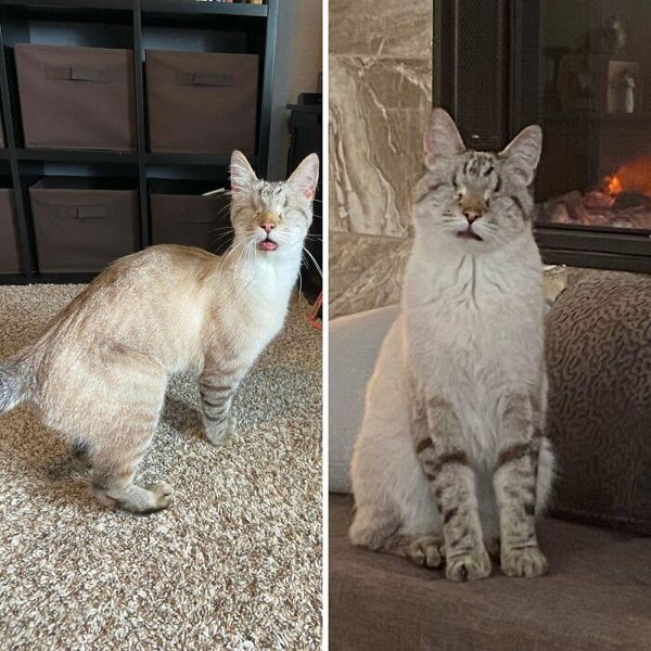 Animals Before And After They Found Their Home (30 pics)