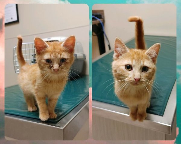 Animals Before And After They Found Their Home (30 pics)
