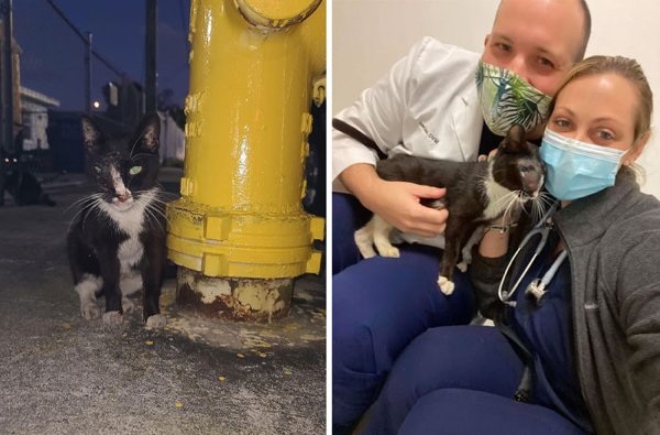 Animals Before And After They Found Their Home (30 pics)