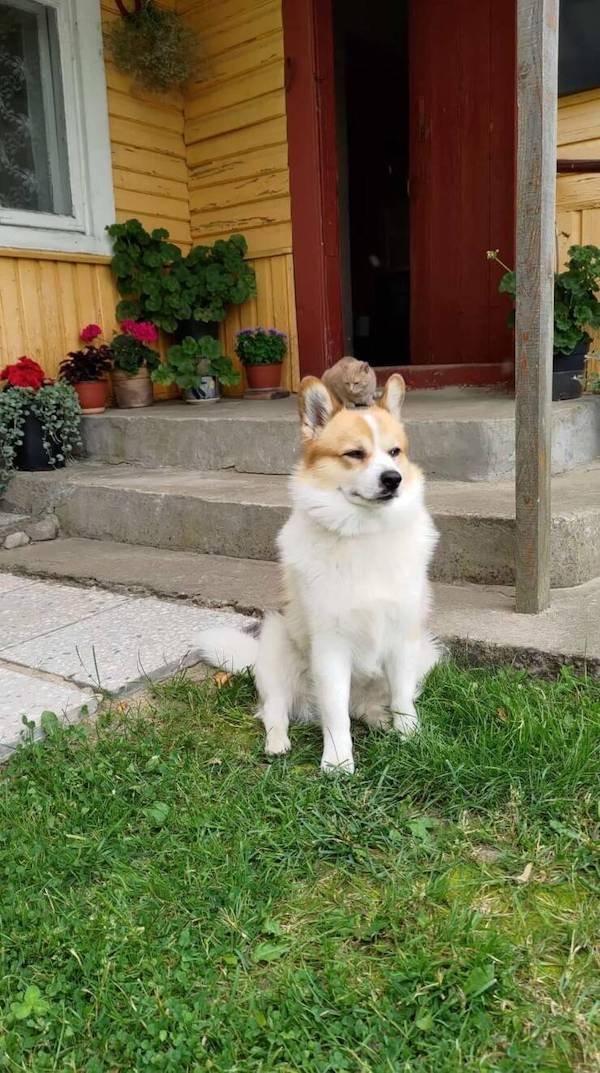 Funny Animals (49 pics)