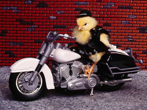 Funny Animals (49 pics)
