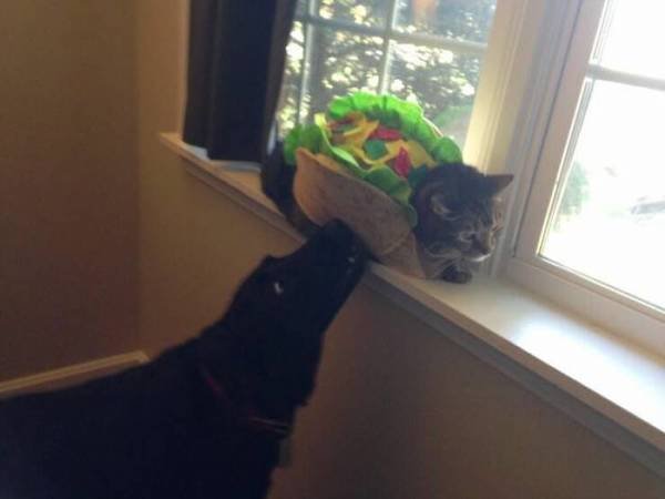 Funny Animals (49 pics)