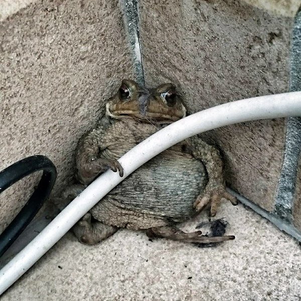 Funny Animals (49 pics)