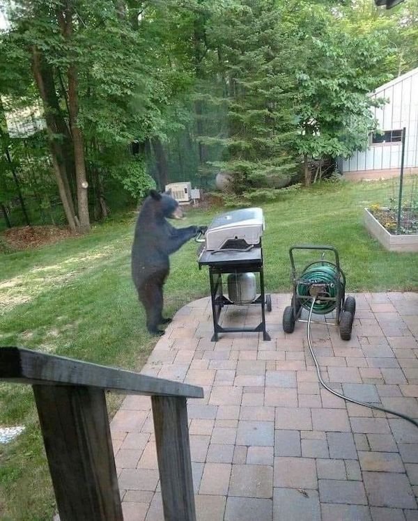 Funny Animals (49 pics)