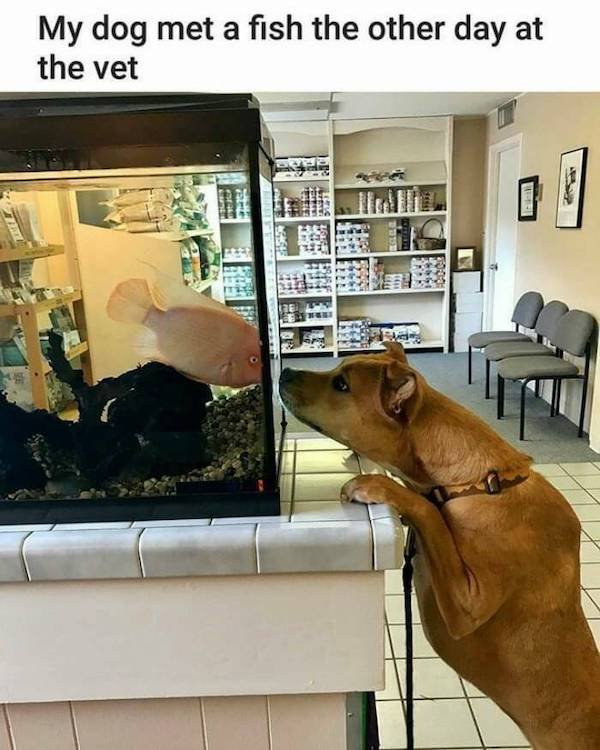 Funny Animals (49 pics)