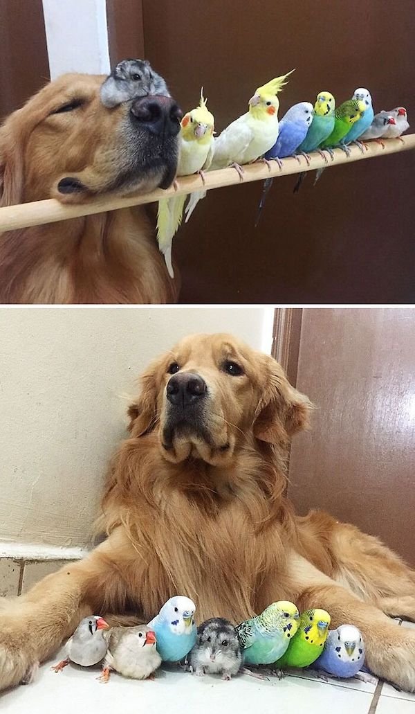 Funny Animals (49 pics)