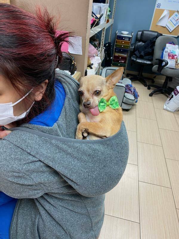 Funny Animals (49 pics)