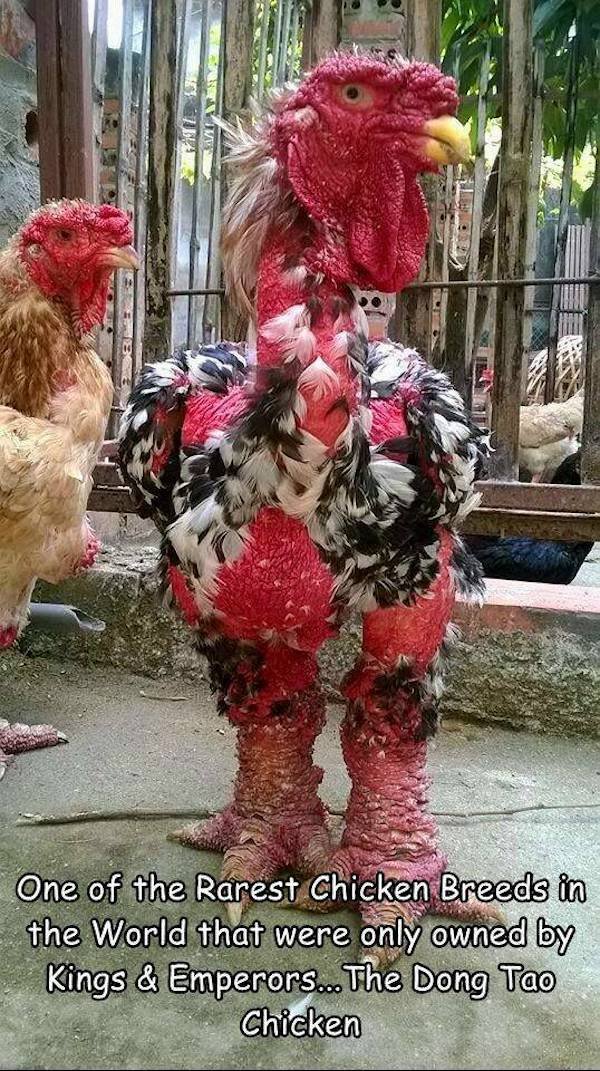 Funny Animals (49 pics)
