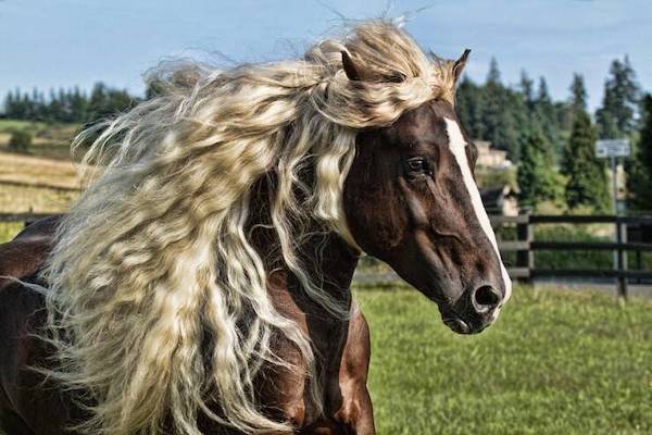 Funny Animals (49 pics)