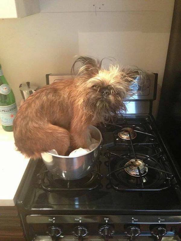 Funny Animals (49 pics)
