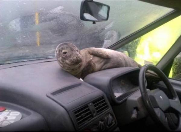 Funny Animals (49 pics)