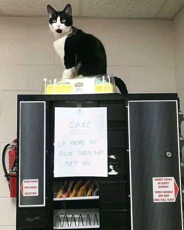 Funny Animals (49 pics)