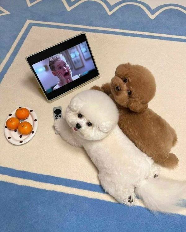 Funny Animals (49 pics)