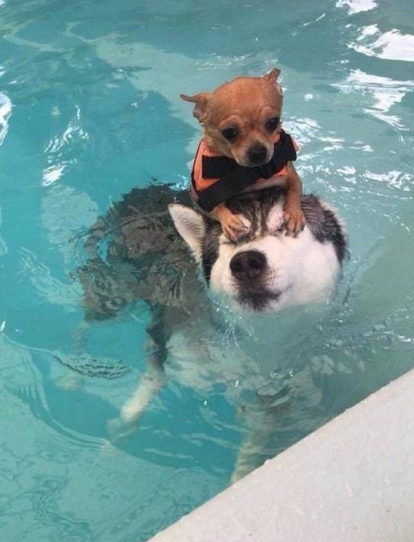 Funny Animals (49 pics)
