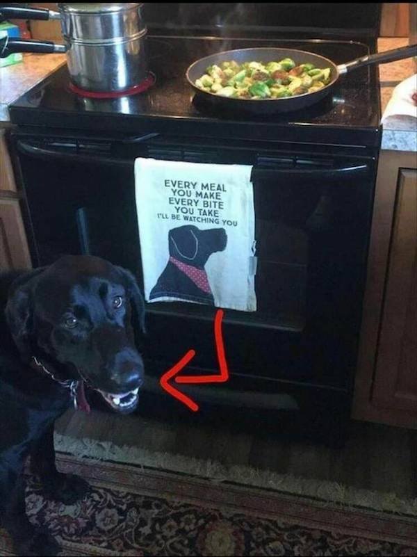 Funny Animals (49 pics)