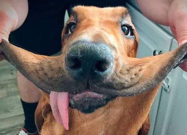 Funny Animals (49 pics)