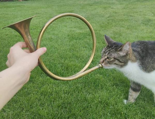 Funny Animals (49 pics)