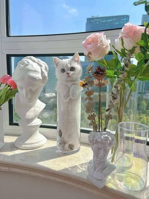 Funny Animals (49 pics)