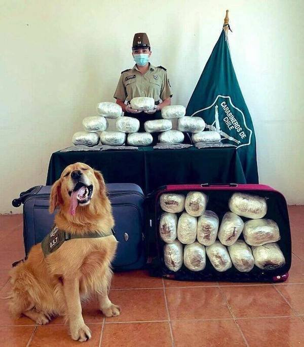 Funny Animals (49 pics)