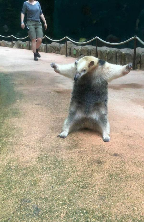 Funny Animals (49 pics)