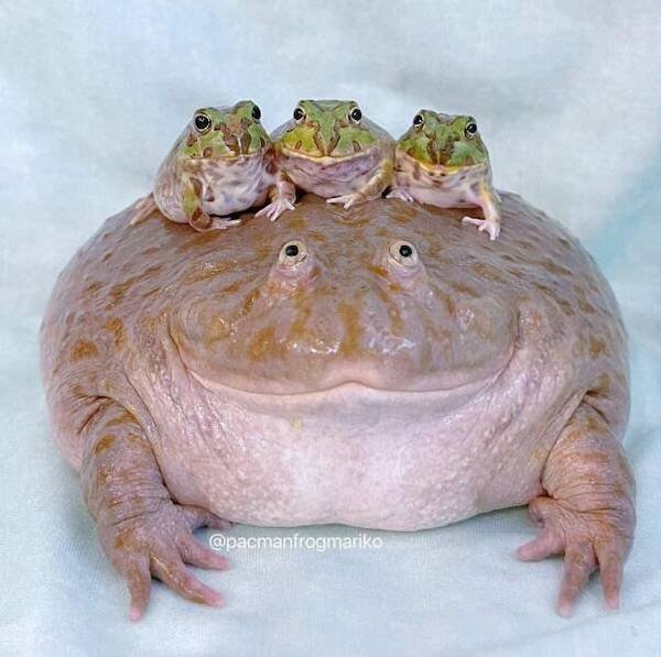 Funny Animals (49 pics)