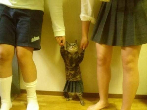 Funny Animals (49 pics)