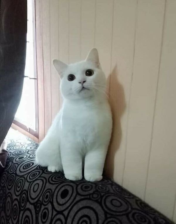 Funny Animals (49 pics)