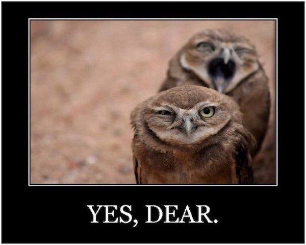 Funny Animals (49 pics)